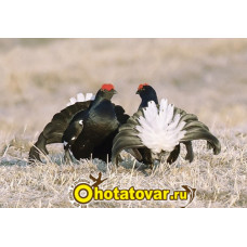 Манок на тетерева Hubertus